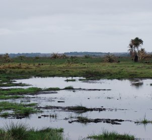 Wetlands