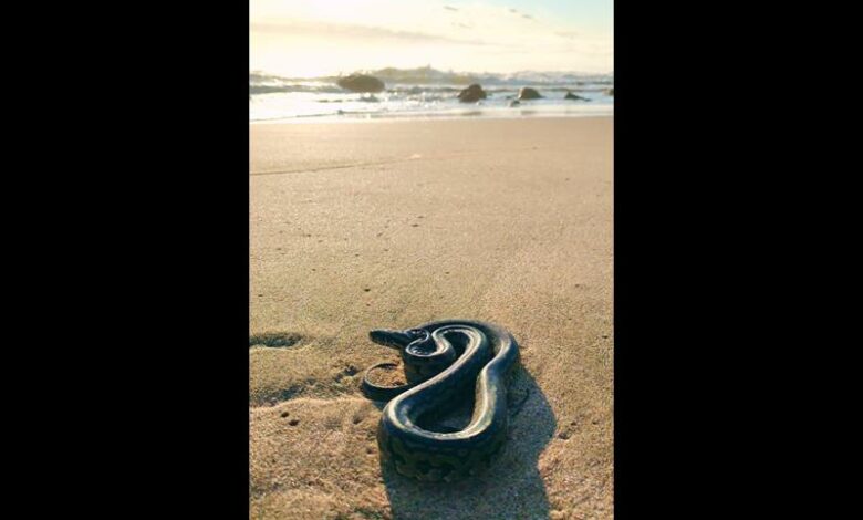 Little python washes up on Munster Beach