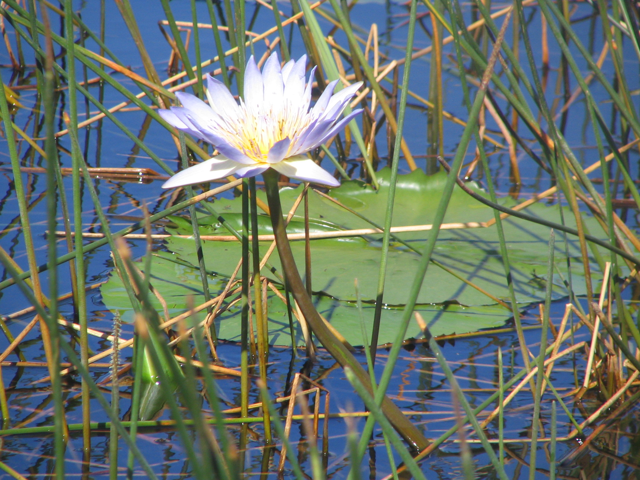 Aquatic Plants