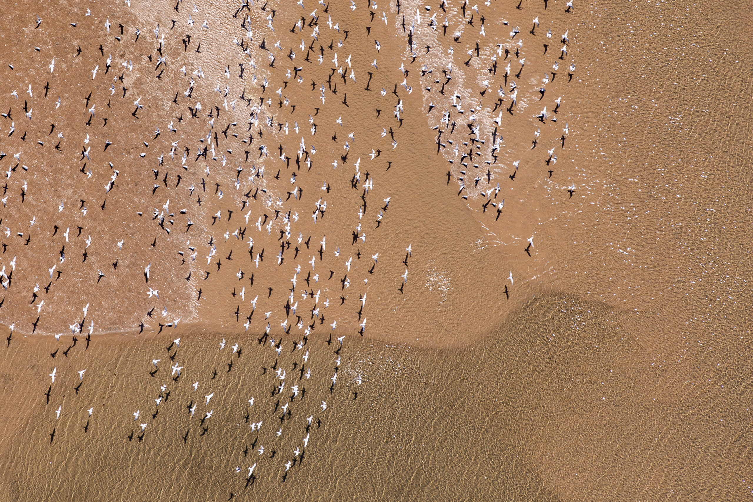 Coastal Birds