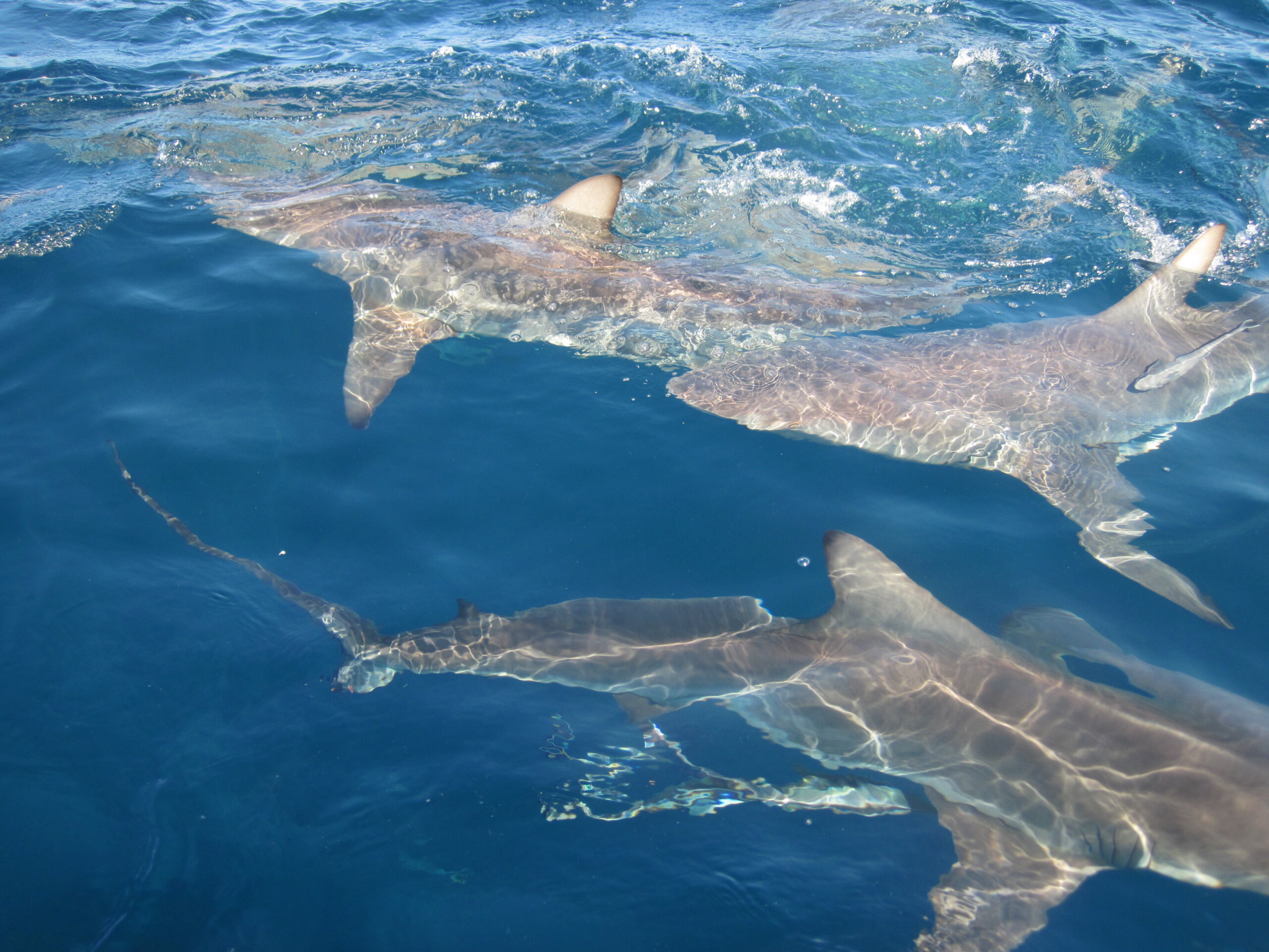 Sharks, Rays and Chimaeras