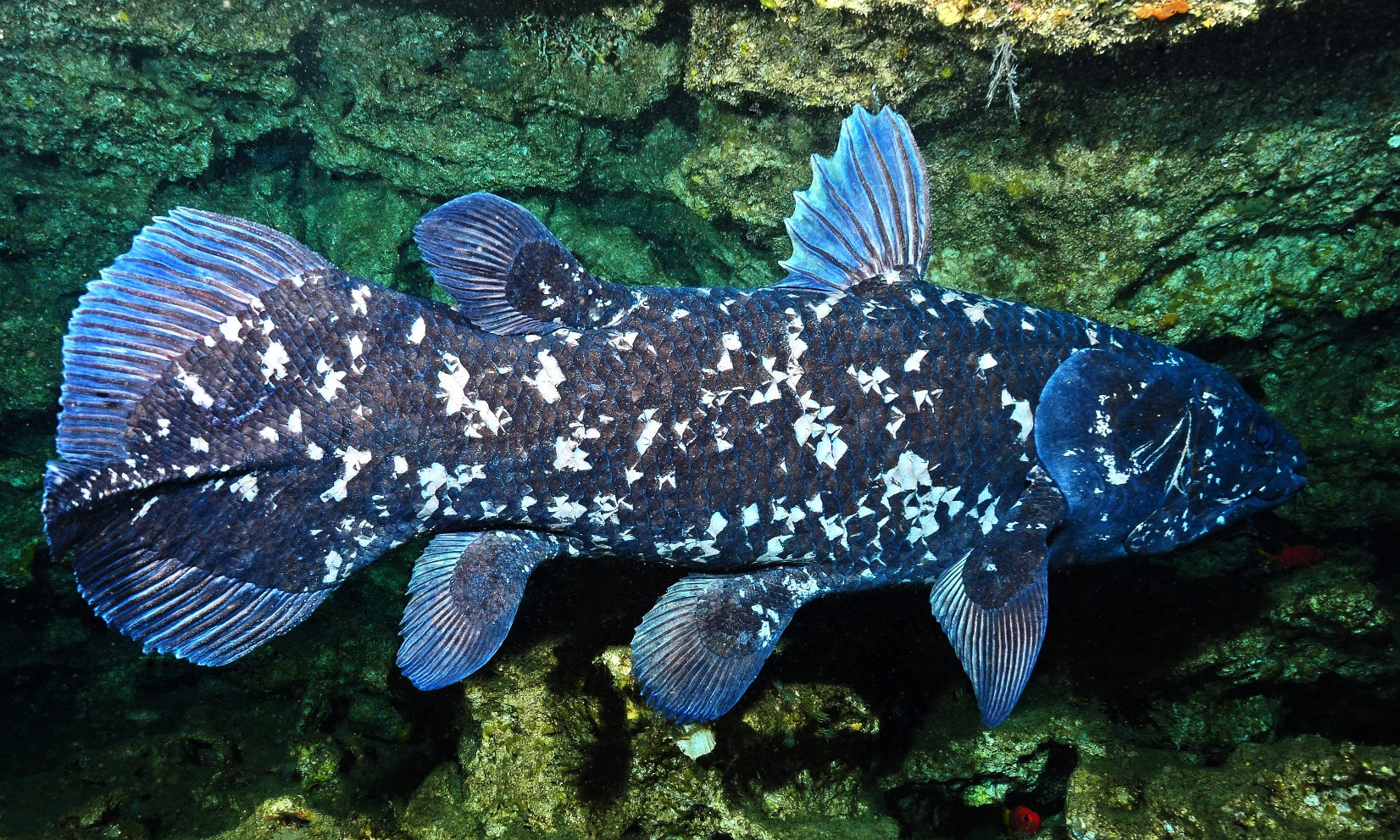 The Prehistoric Coelacanth