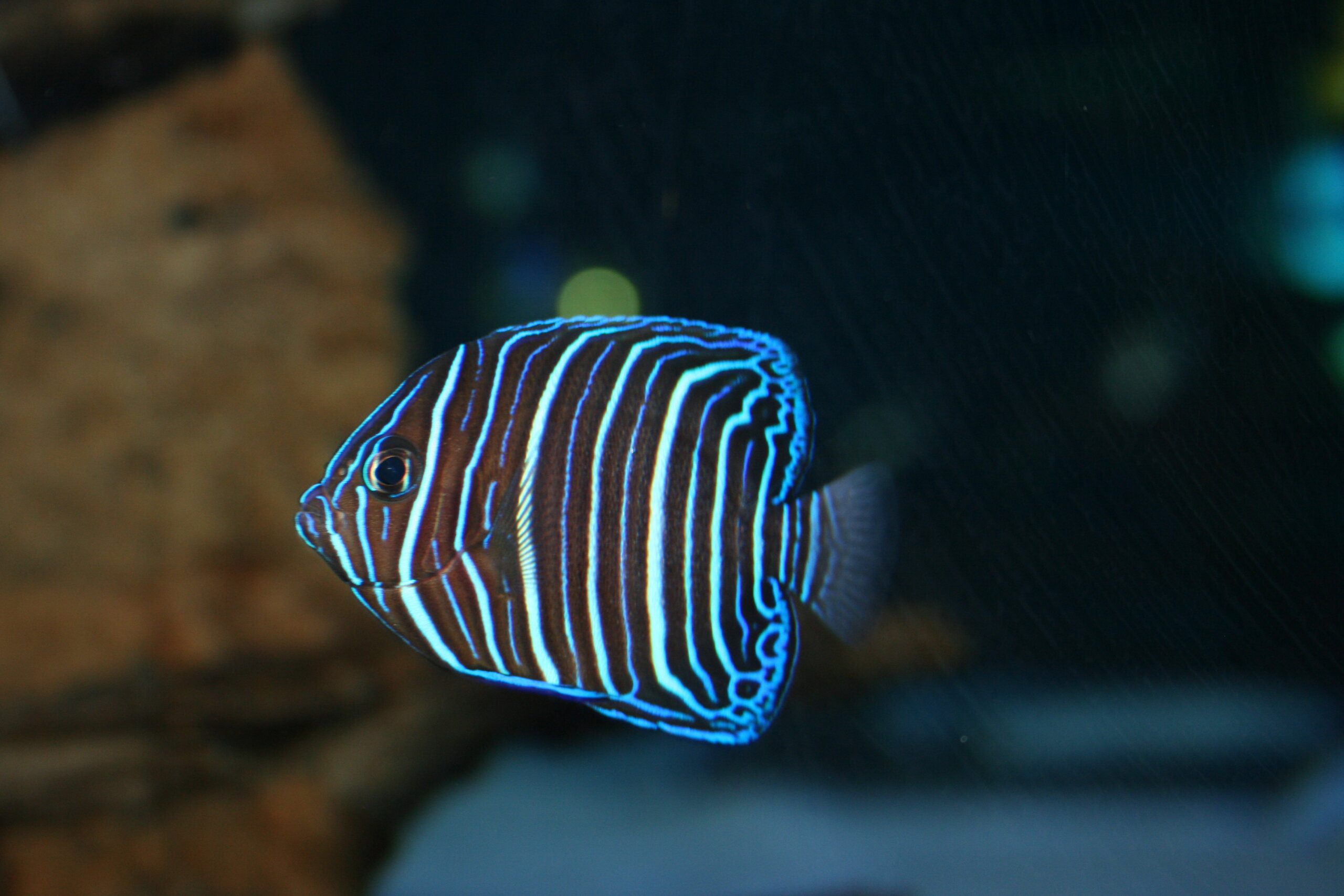 Fishes
