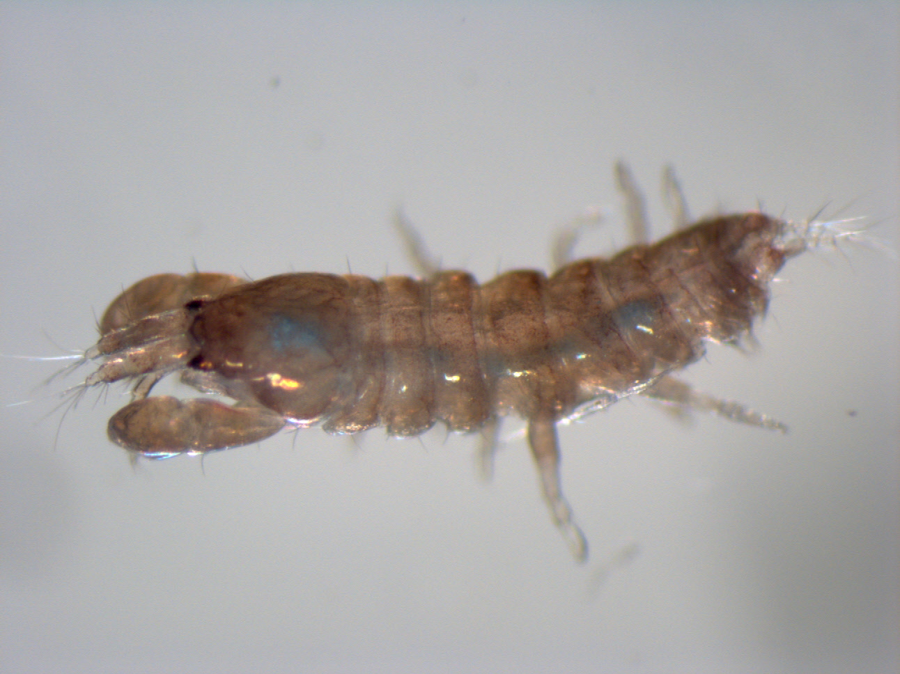 Invertebrates