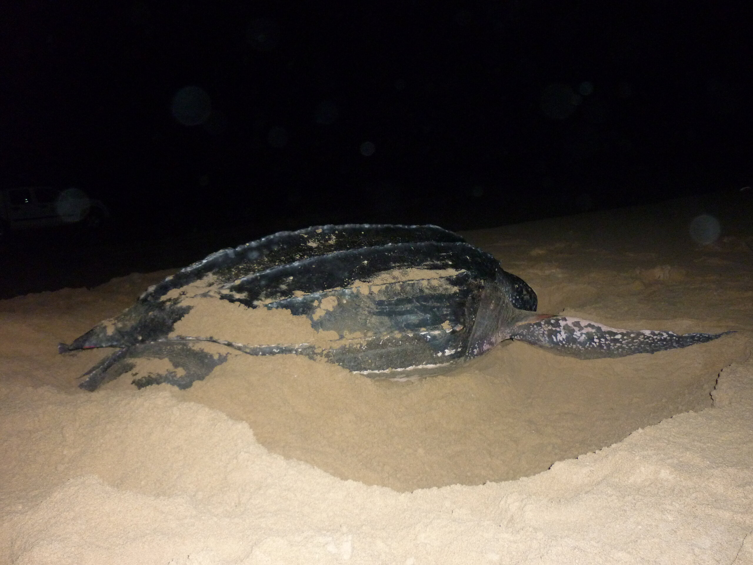 Sea Turtles