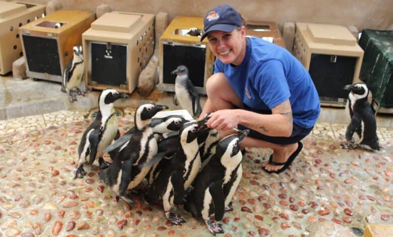 VIDEO: Durban resident highlights plight of African Penguins