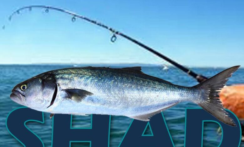 Shad season closed for now
